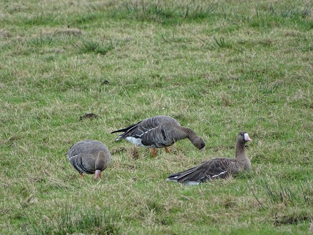 凤凰城太阳 凤凰城太阳