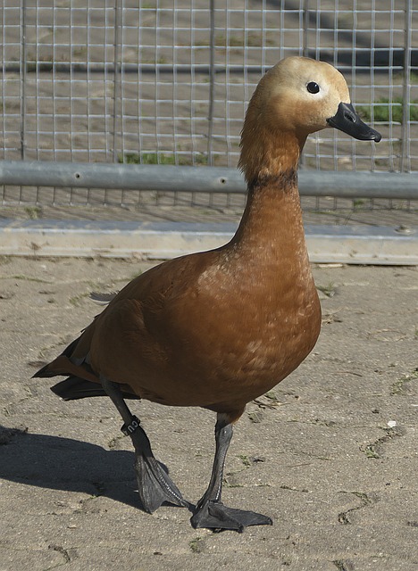 还能够凭借